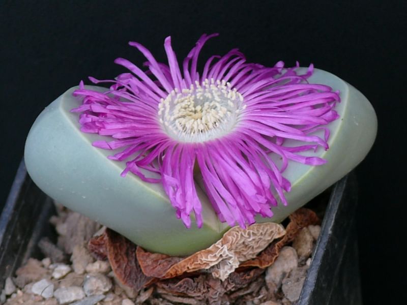Argyroderma Patens | Argyroderma | Aizoaceae