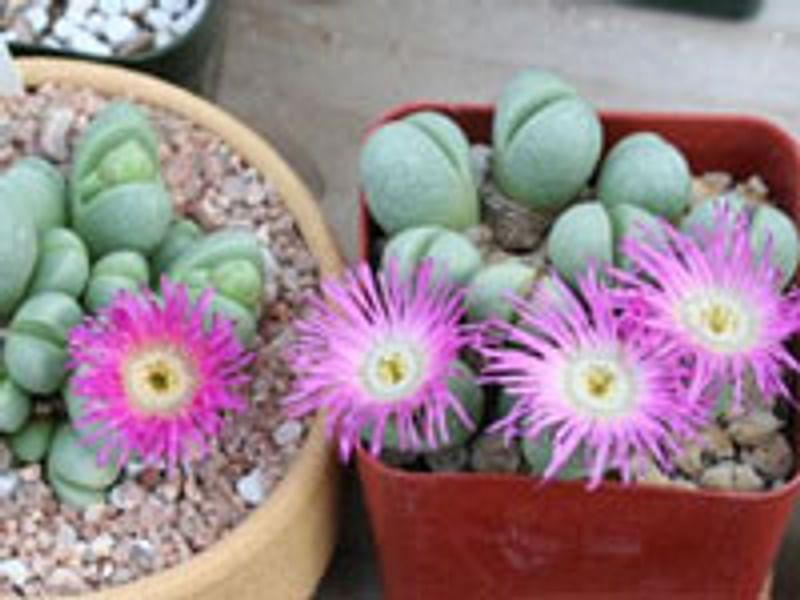Argyroderma Patens | Argyroderma | Aizoaceae