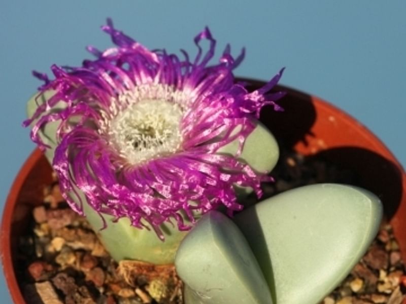 Argyroderma Patens | Argyroderma | Aizoaceae