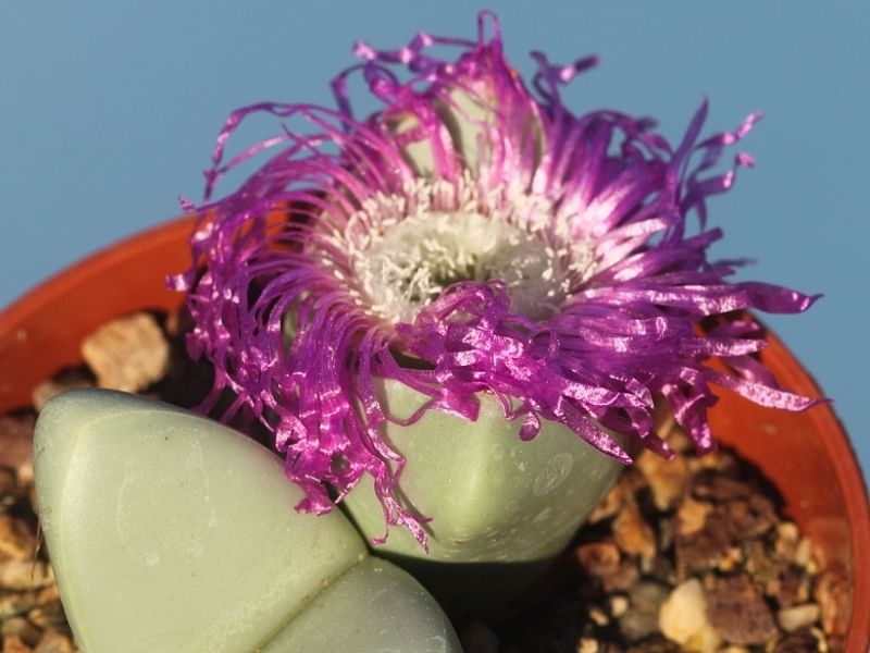 Argyroderma Patens | Argyroderma | Aizoaceae
