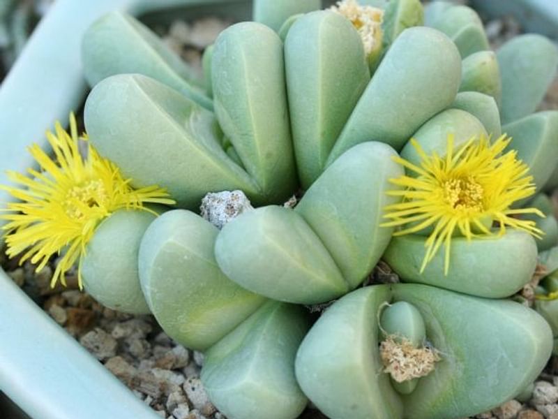 Argyroderma Patens | Argyroderma | Aizoaceae