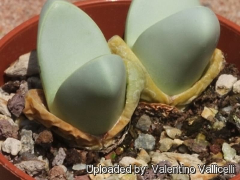 Argyroderma Patens | Argyroderma | Aizoaceae