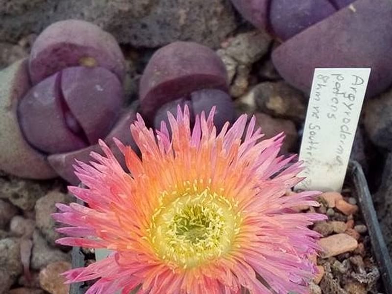 Argyroderma Patens | Argyroderma | Aizoaceae