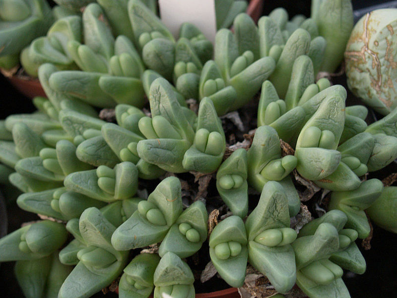 Argyroderma Patens | Argyroderma | Aizoaceae