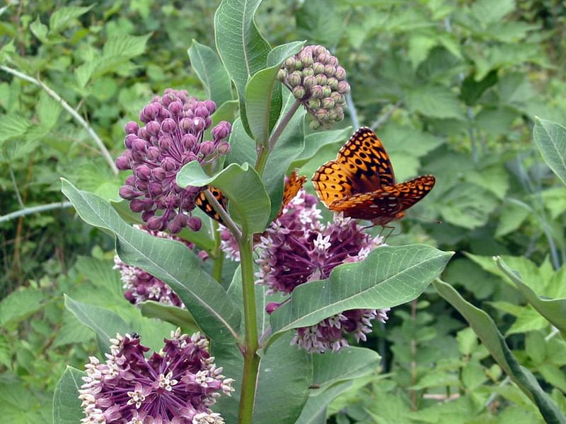 Asclepias | Apocynaceae