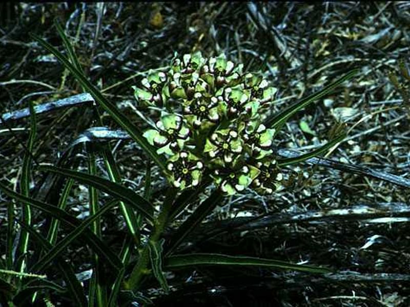 Asclepias Asperula - Ruby Road, Arizona | Asclepias | Apocynaceae