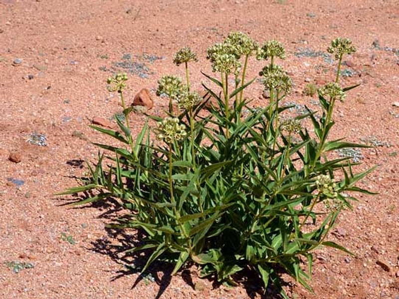 Asclepias Asperula - Ruby Road, Arizona | Asclepias | Apocynaceae