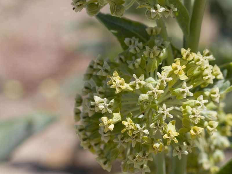 Asclepias Erosa | Asclepias | Apocynaceae