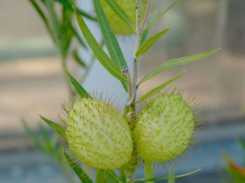 Asclepias (Gomphocarpus) Fructicosa - Worcester, South Africa | Asclepias | Apocynaceae