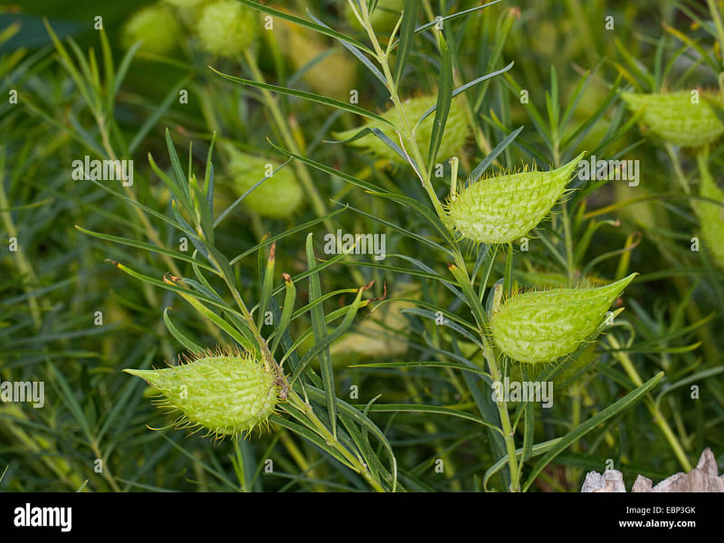 Asclepias (Gomphocarpus) Fructicosa - Worcester, South Africa | Asclepias | Apocynaceae