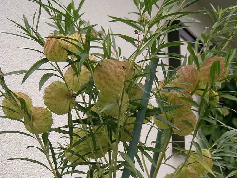 Asclepias (Gomphocarpus) Fructicosa - Worcester, South Africa | Asclepias | Apocynaceae