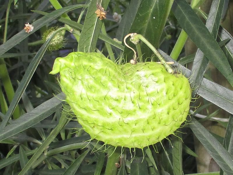 Asclepias (Gomphocarpus) Fructicosa - Worcester, South Africa | Asclepias | Apocynaceae