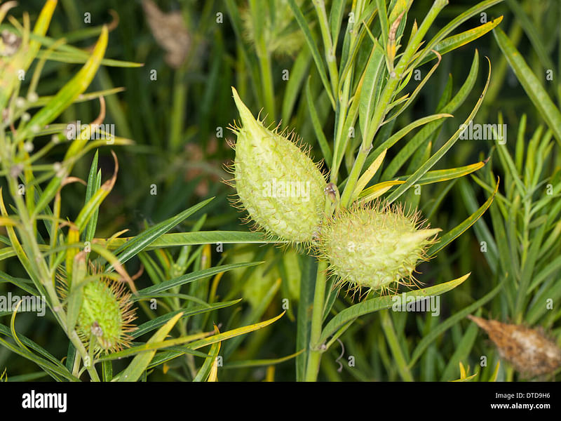 Asclepias (Gomphocarpus) Fructicosa - Worcester, South Africa | Asclepias | Apocynaceae