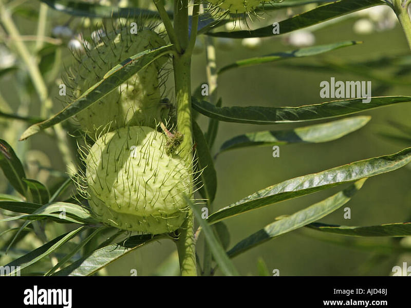 Asclepias (Gomphocarpus) Fructicosa - Worcester, South Africa | Asclepias | Apocynaceae