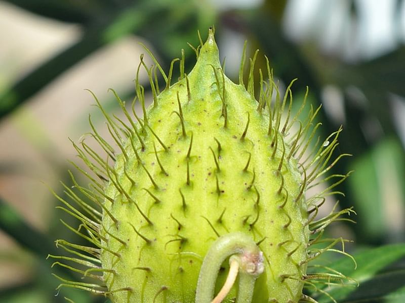 Asclepias (Gomphocarpus) Fructicosa - Worcester, South Africa | Asclepias | Apocynaceae