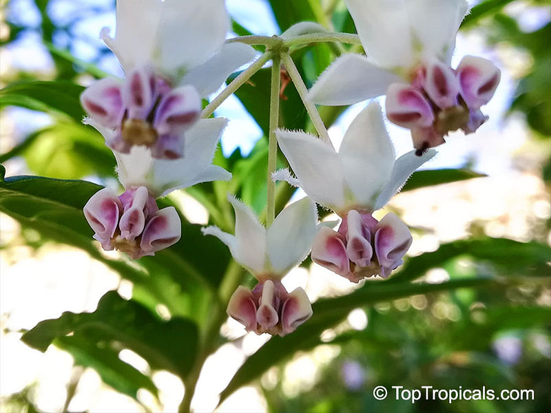 Asclepias (Gomphocarpus) Physocarpa Flower | Asclepias | Apocynaceae