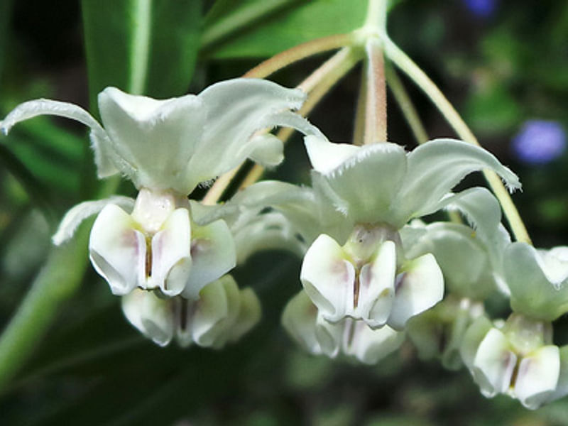 Asclepias (Gomphocarpus) Physocarpa Flower | Asclepias | Apocynaceae
