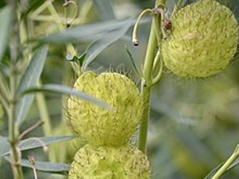 Asclepias (Gomphocarpus) Physocarpa Flower | Asclepias | Apocynaceae