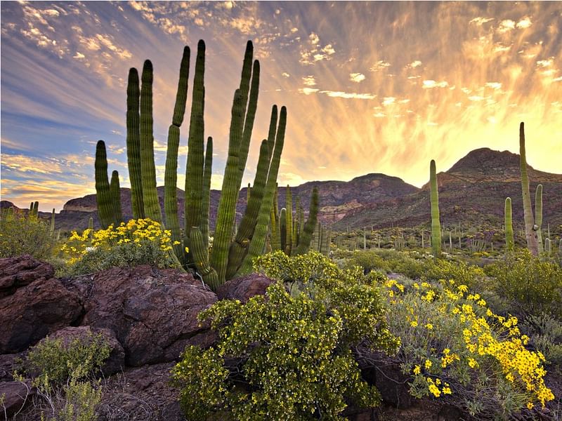 Asclepias Subulata - Organ Pipe Monument, Arizona | Asclepias | Apocynaceae