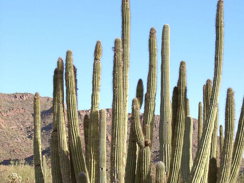 Asclepias Subulata - Organ Pipe Monument, Arizona | Asclepias | Apocynaceae