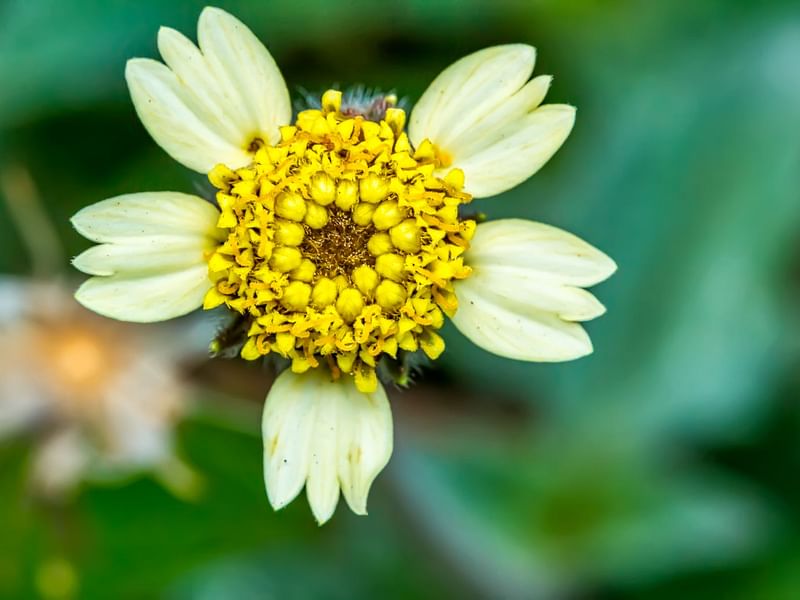 Asteraceae