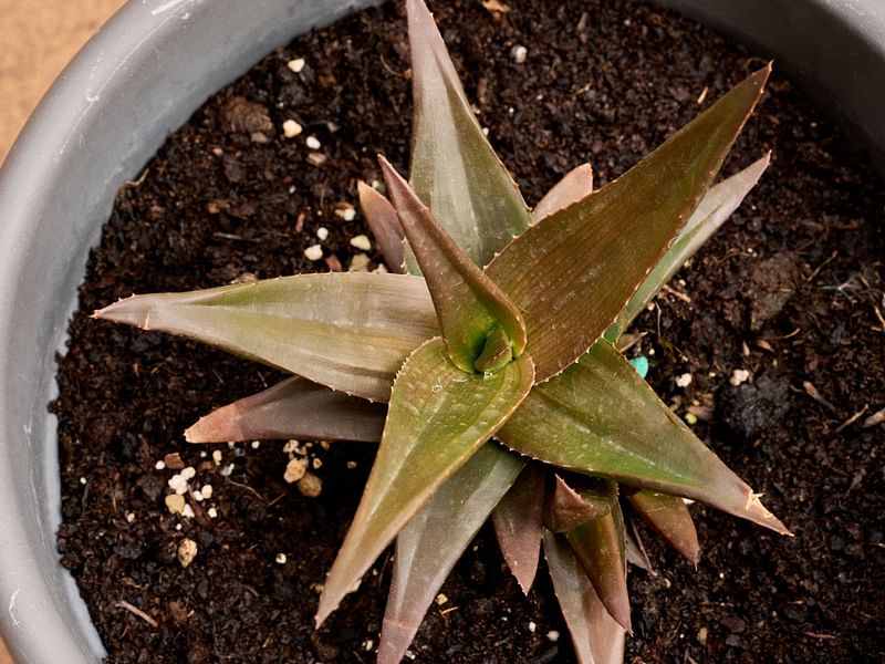 Astroloba | Aloaceae