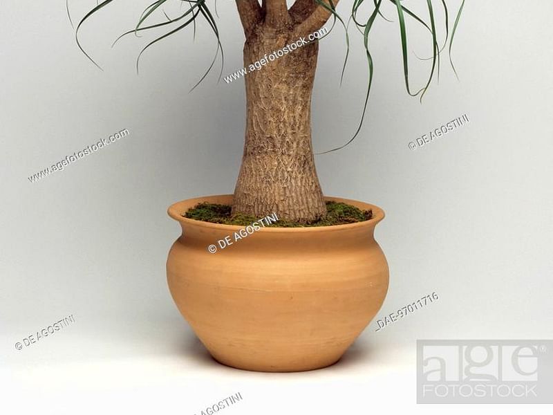 Beaucarnea | Nolinaceae