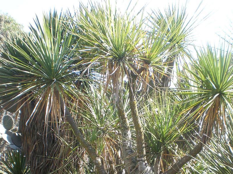 Beaucarnea | Nolinaceae