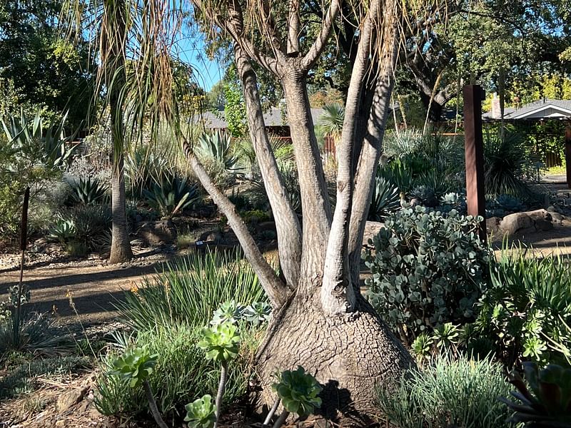 Beaucarnea | Nolinaceae