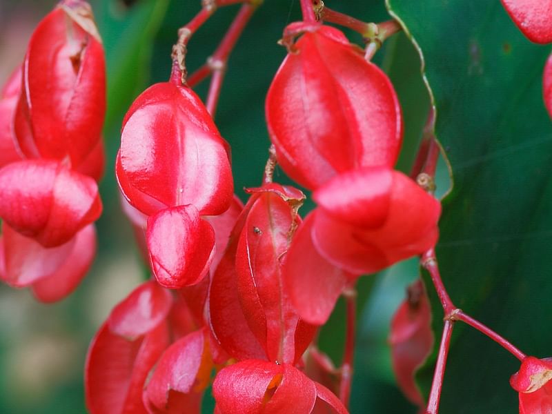 Begonia Conchifolia | Begoniaceae