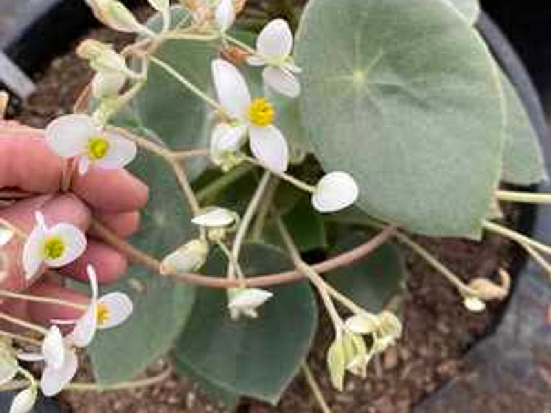 Begonia Peltata | Begoniaceae
