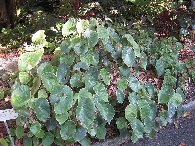 Begonia Peltata | Begoniaceae