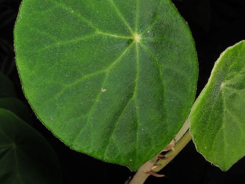 Begonia Peltata | Begoniaceae