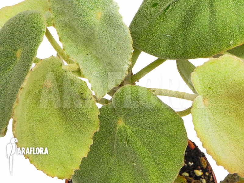Begonia Peltata | Begoniaceae