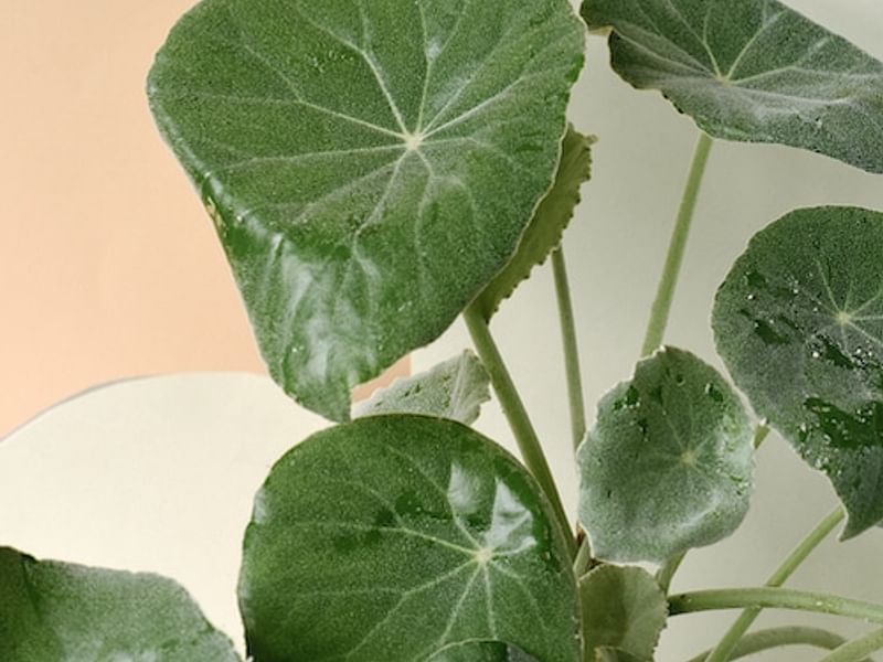 Begonia Peltata | Begoniaceae