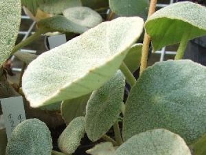 Begonia Peltata | Begoniaceae