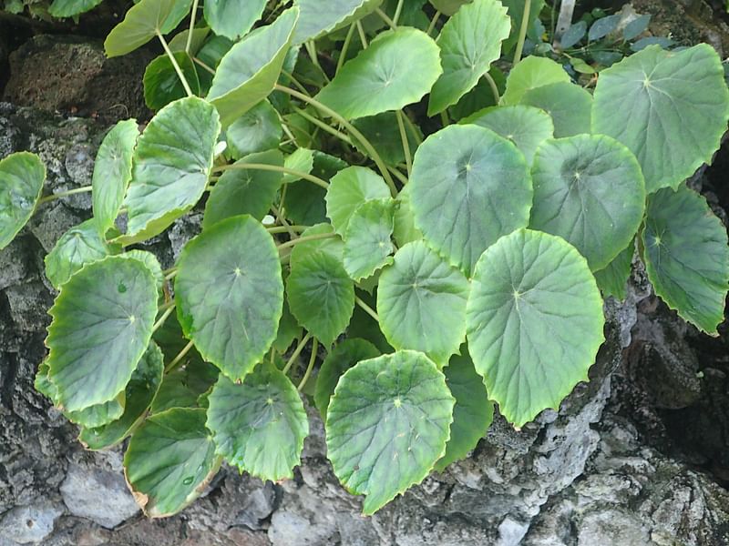 Begonia Peltata | Begoniaceae