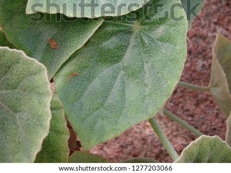 Begonia Peltata | Begoniaceae