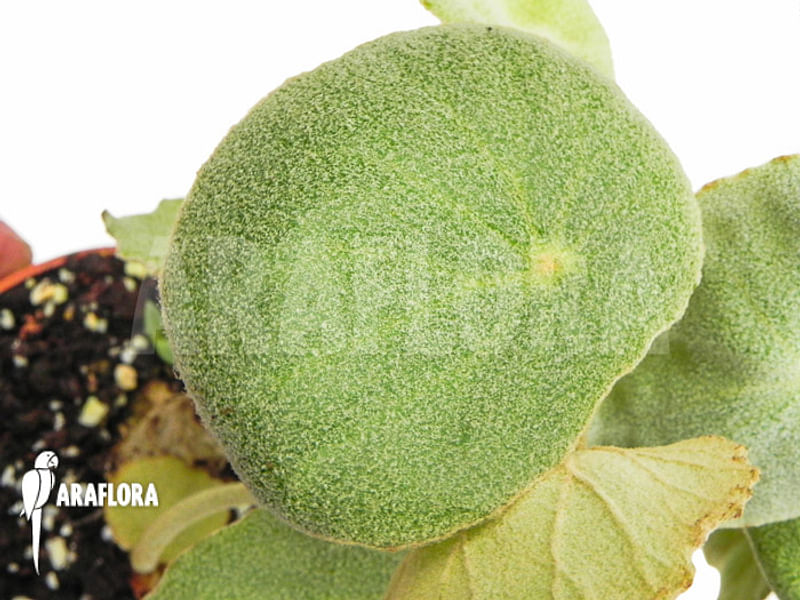 Begonia Peltata | Begoniaceae