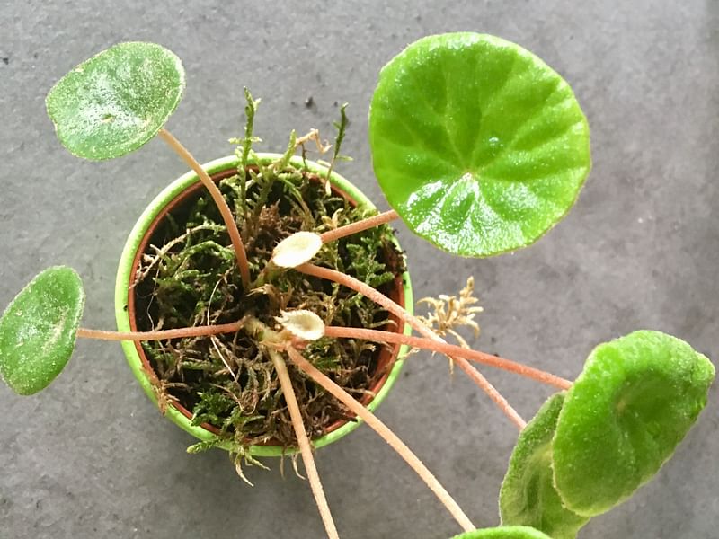 Begonia Peltata | Begoniaceae