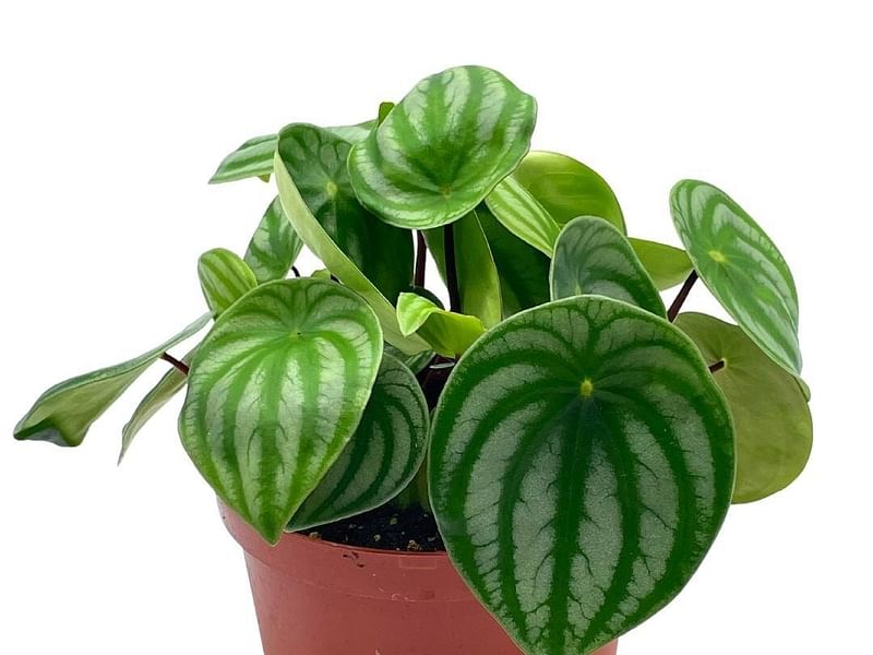 Begonia Sandersii | Begoniaceae
