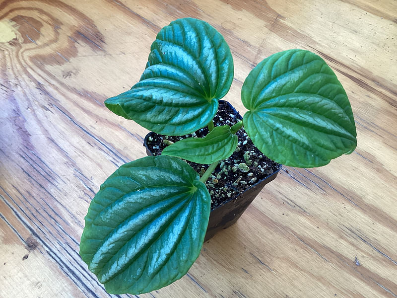 Begonia Sandersii | Begoniaceae