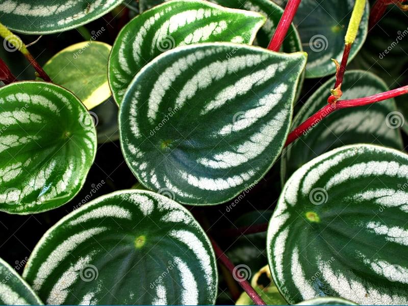 Begonia Sandersii | Begoniaceae