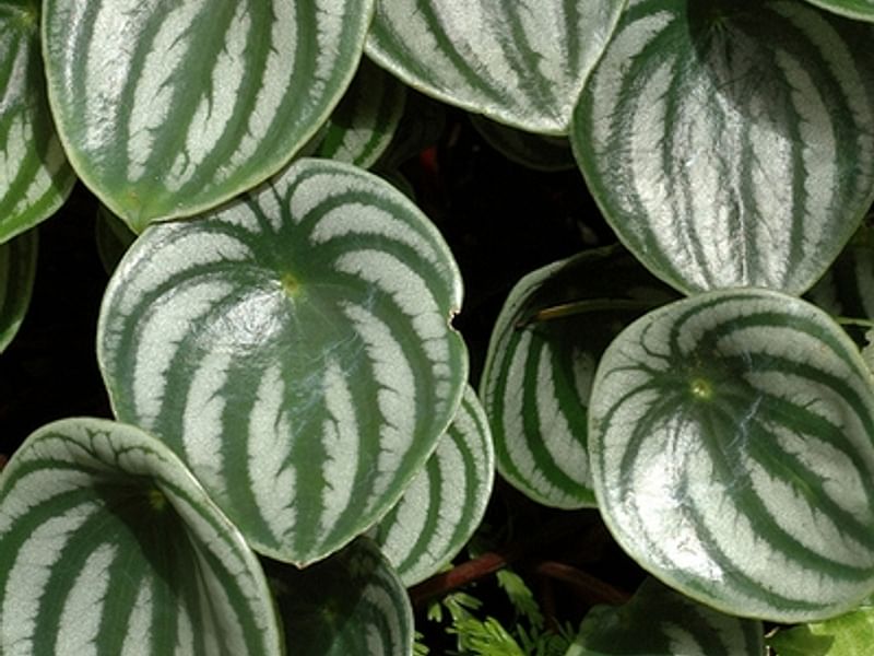Begonia Sandersii | Begoniaceae