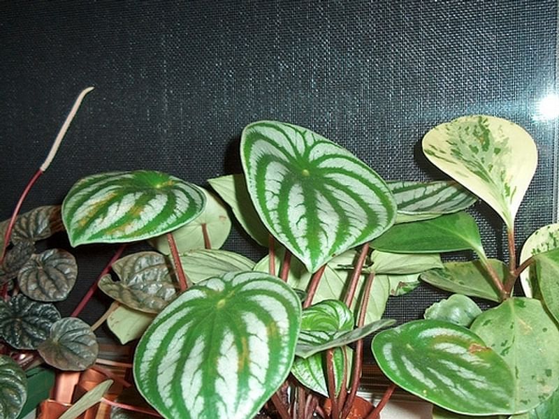 Begonia Sandersii | Begoniaceae