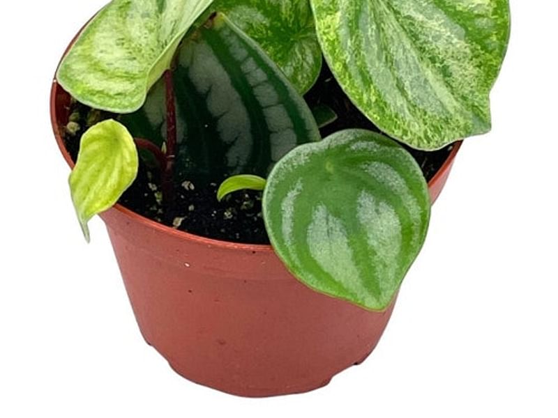 Begonia Sandersii | Begoniaceae
