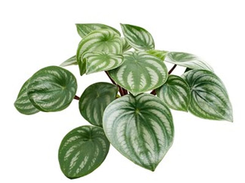 Begonia Sandersii | Begoniaceae