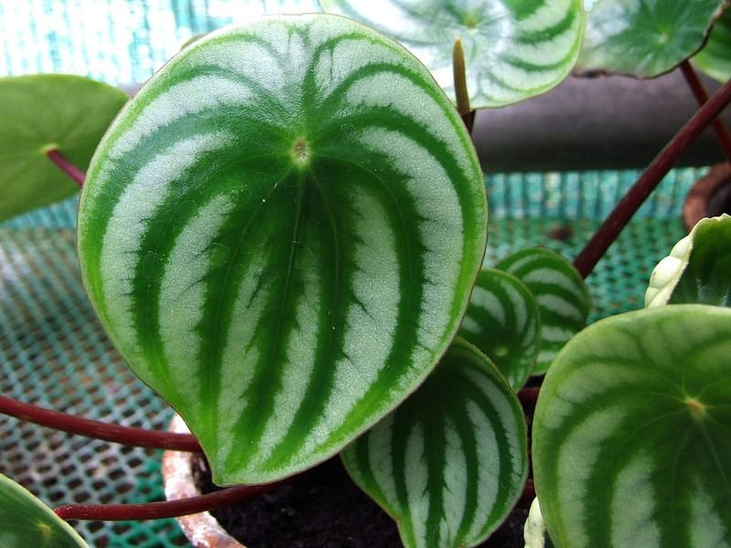 Begonia Sandersii | Begoniaceae