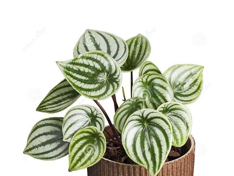Begonia Sandersii | Begoniaceae