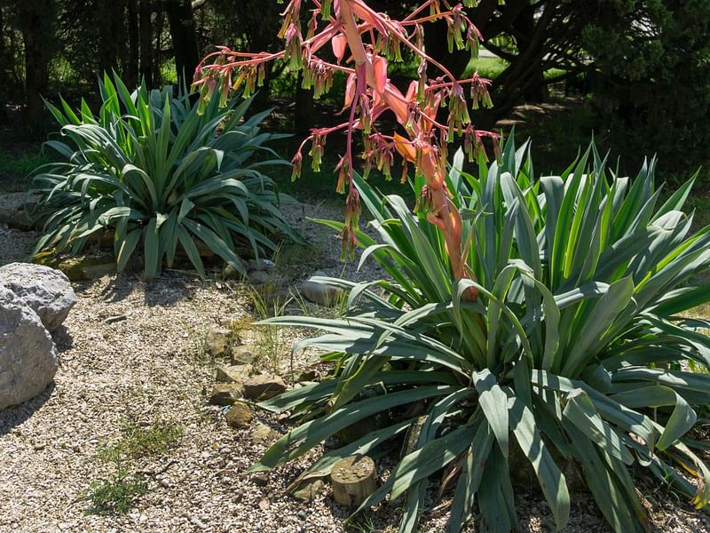 Beschorneria Yuccoides | Beschorneria | Agavaceae